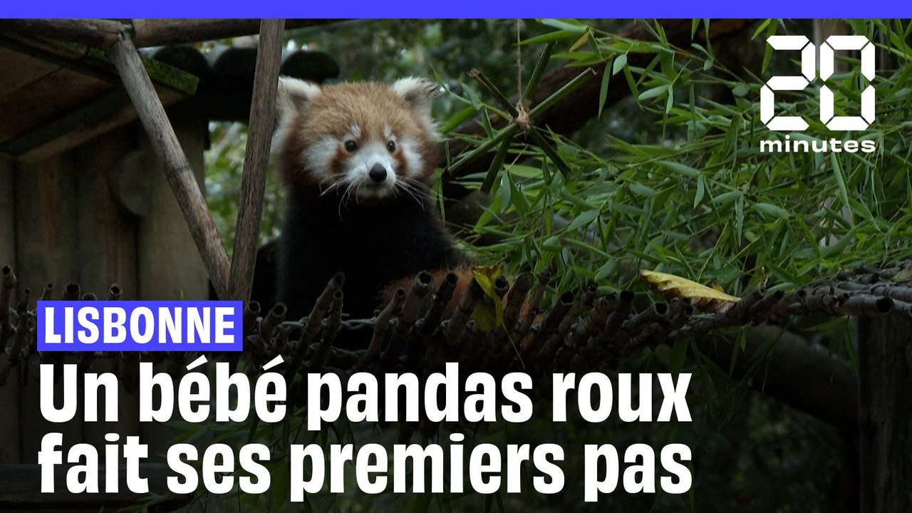 Lisbonne : Après 6 mois à grandir au chaud ce bébé panda roux fait ses premiers pas
