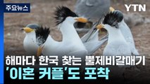 해마다 한국 찾는 뿔제비갈매기 '이혼 커플'도 포착 / YTN