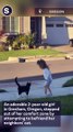 Adorable Moment 2-Year-Old Attempts to Befriend Neighbors' Cat