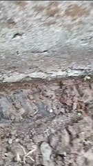 Gali kolam tanah untuk pasang pondasi, agar kolam tanah terlihat rapih