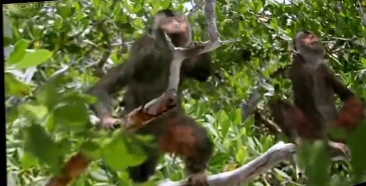 Walking with Beasts Walking with Beasts E002 – Whale Killer