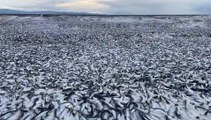 BREAKING: Massive number of dead fish washing up along the coast of northern Japan