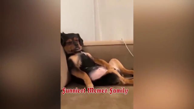 فيديوهات مضحكة جدا - افضل مقاطع قطط مضحكة جدا - حيوانات مضحكة - funny animals