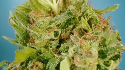 Ohio Legalizes Recreational Marijuana 🌿: What You Need to Know