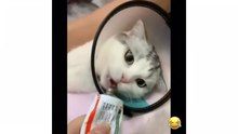 مقاطع مضحكه قطط - حيوانات مضحكة _ كيووت - funny animals
