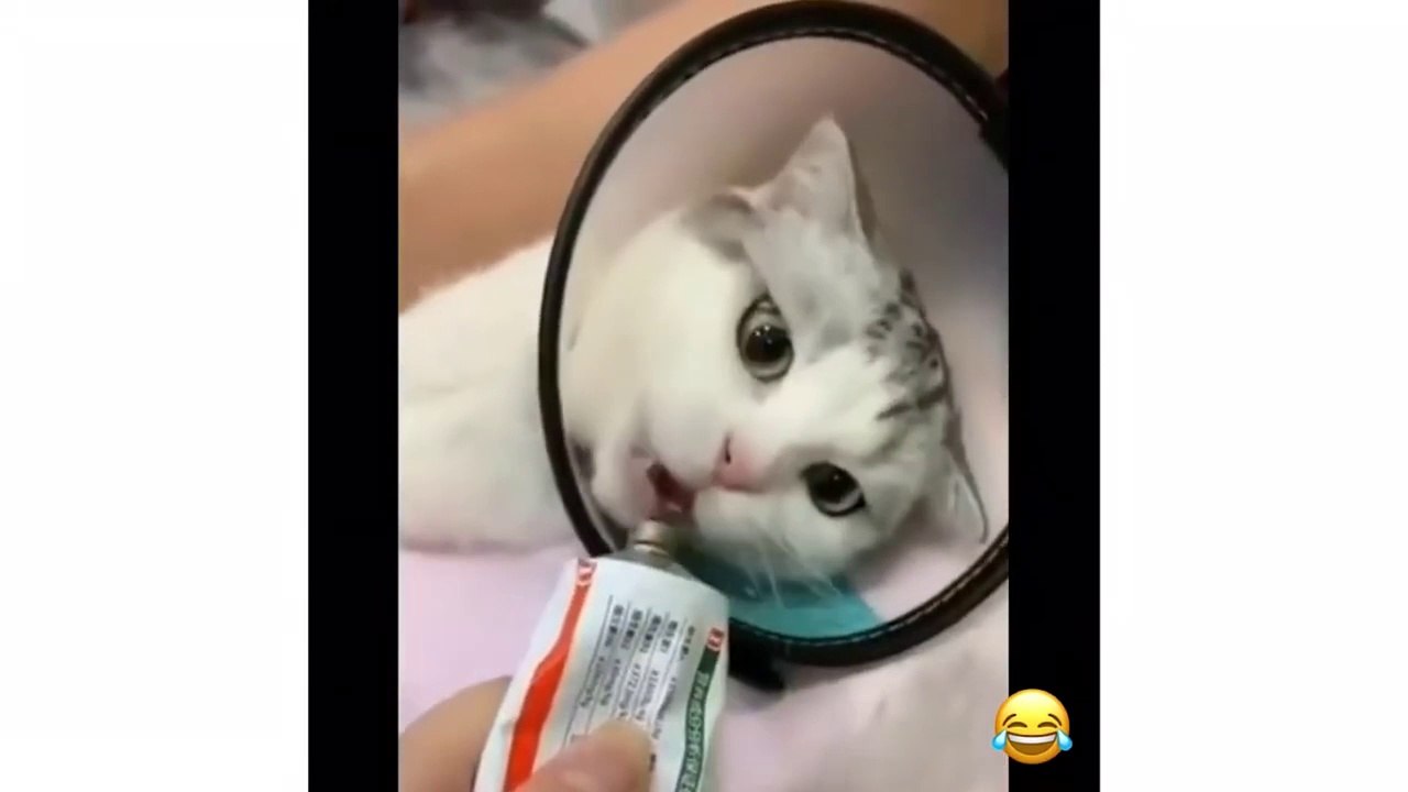 مقاطع مضحكه قطط - حيوانات مضحكة _ كيووت - funny...