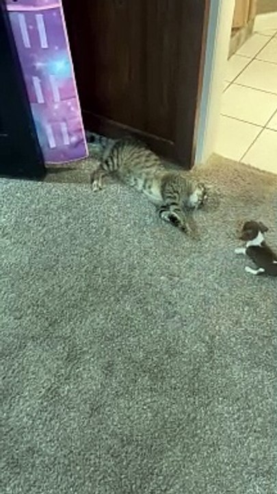 Beagle Puppy Tries to Play With Cat
