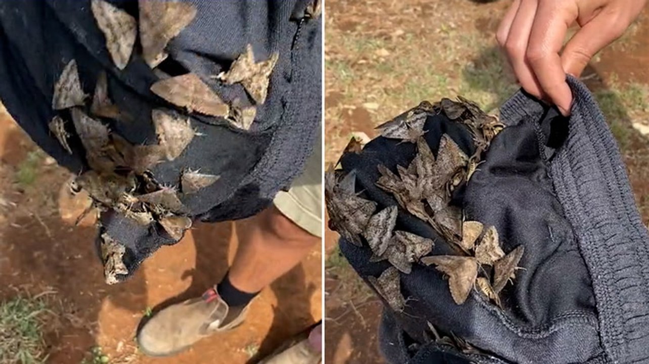 Robert Irwin shocked as swarm of moths gathers in shorts overnight