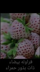 طماطم سوداء وبطاطس زرقاء و فراوله بيضاء  - خضروات مهجنه ذات الوان غريبه