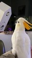 Topaz The Cockatoo Meets His Match