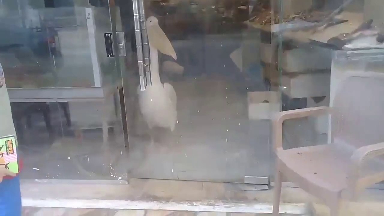 أكبرطائرأكل السمك الكبير بمنقار طويل مع صاحبه كان هياكل ايده انا شفتوا اتخديت مع سلحفاة ضخمة عملاقة - Join