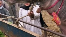 الجاموس المصري في سوق