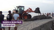 Bau Menyengat, Bangkai Ikan Paus Berukuran Raksasa Terdampar di Pantai Double Six Bali