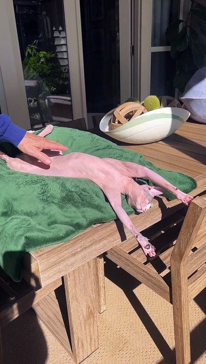 Le chat Sphynx se prélasse au soleil