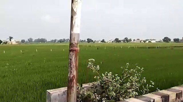 Care of crops is necessary in such weather, farmers are advised to be alert to protect them from diseases like stem rot.