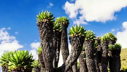 Hùng vĩ đỉnh núi cao nhất châu Phi Kilimanjaro