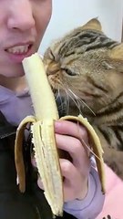 Cat Want To Eat Banana | Animals Funny Reactions | Animals Funny Moments | Hungary Cat Reactions #animal #pets #cats #satisfyingvideos #catshorts #pets #animals #fun #love #cute #beautiful #funny