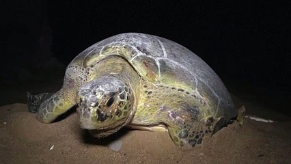 Green turtles fight to survive amid Pakistan's urban sprawl
