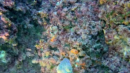 Les jeunes seiches chassent pour le dîner