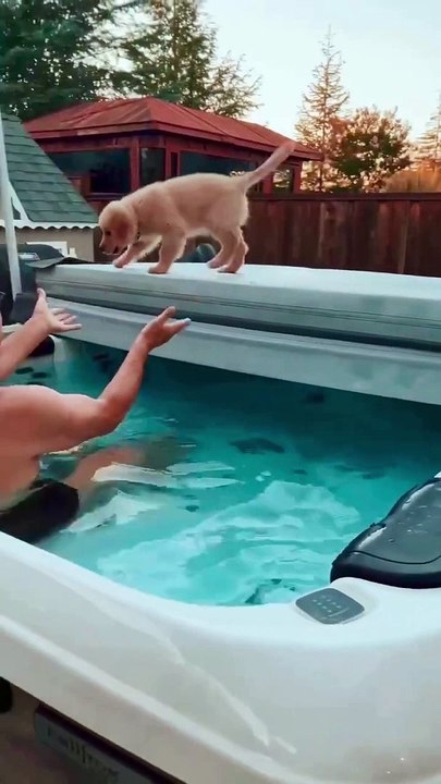 Un chiot courageux saute dans le bain à remous