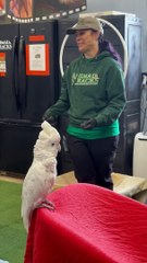 Cacatoès veut votre travail