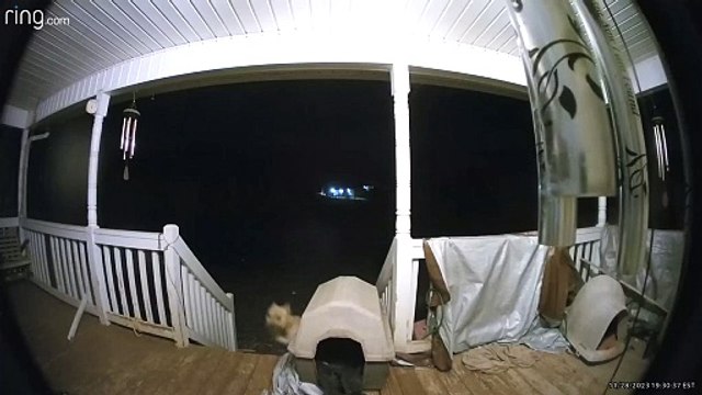 Un chien bénéficie d'une descente gratuite en montagnes russes dans les escaliers