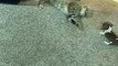 Un chiot Beagle essaie de jouer avec un chat