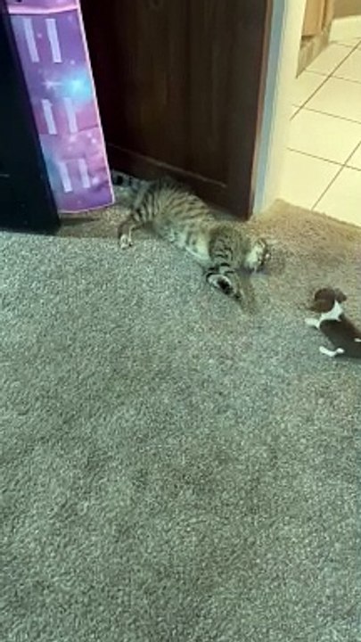Un chiot Beagle essaie de jouer avec un chat