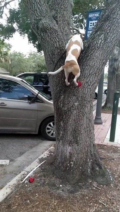 Le chien adore grimper aux chênes