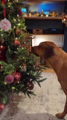 Naughty Ridgeback a dit au Père Noël ne viendra pas