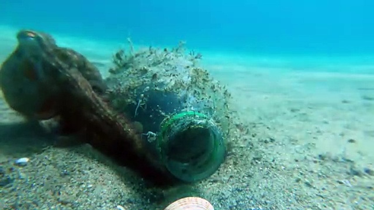 Octopus rentre à la maison dans une bouteille en plastique