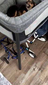 Un jeune chihuahua handicapé a tant à dire