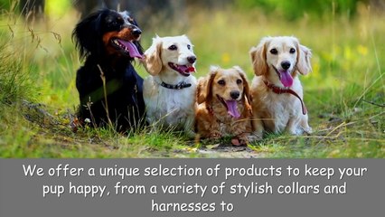 Ready for tail-wagging joy? Upgrade your dog's lifestyle with Dogerys