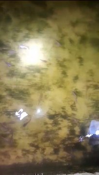 Belajar budidaya dengan bisnis budidaya itu beda kelasnya, kalau masih belajar, lele menggantung saja sudah panik