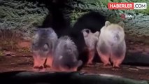Uludağ'da kış uykusuna yatamayan ayılar yemek yerken görüntülendi