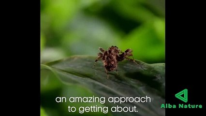 Laba-laba berburu laba-laba