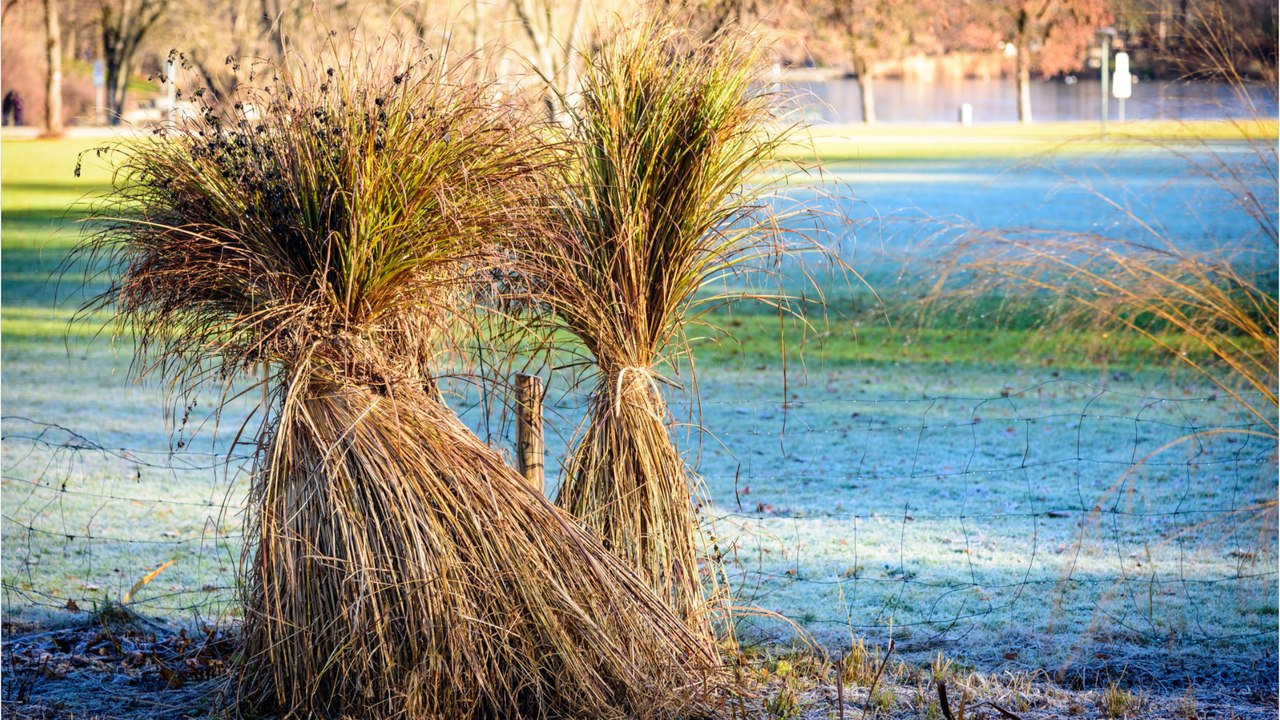 Darum sollten Sie Gräser jetzt in Ruhe lassen