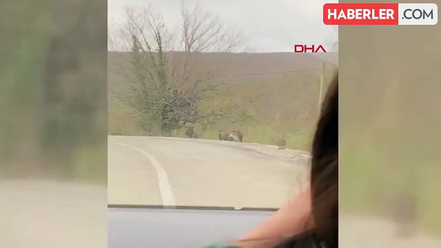 Samsun'da Domuz Sürüsü Kente İndi