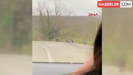 Samsun'da Domuz Sürüsü Kente İndi