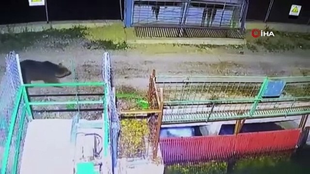 Özlenen kış gelmedi, ayılar kış uykusuna yatmadı