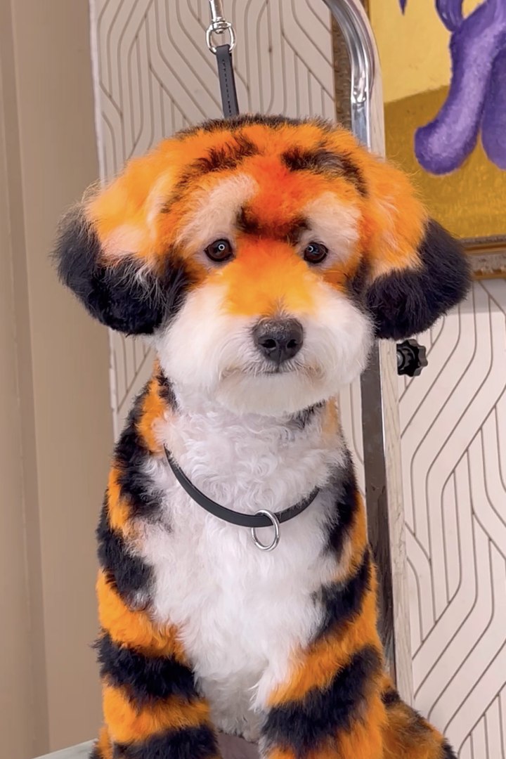 ⁣'I make $1.3m-a-year transforming pooches into foxes, giraffes and cheetahs'