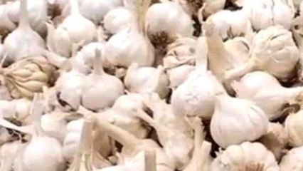 विदिशा: आसमान छू रहे लहसुन के दाम,गरीब की थाली से गायब