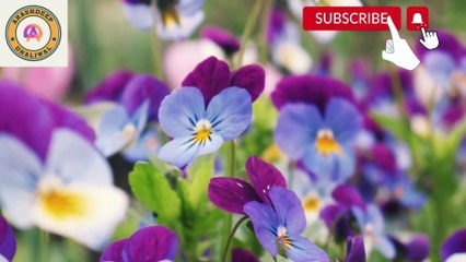 ਵਾਹਿਗੁਰੂ ਜੀ ਸੁੱਖਾਂ ਨਾਲ਼ ਝੋਲੀਆਂ ਭਰ ਦੇਣਗੇ ਇਕ ਵਾਰ ਸ਼ਰਧਾ ਨਾਲ ਸ਼ਬਦ ਸਰਵਣ ਕਰੋ