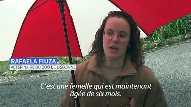 Au zoo de Lisbonne, bébé panda roux fait ses premiers pas