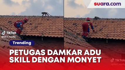 Diduga Ingin Selamatkan Seekor Monyet, Petugas Damkar Ini Malah Adu Skill: Duel Maut