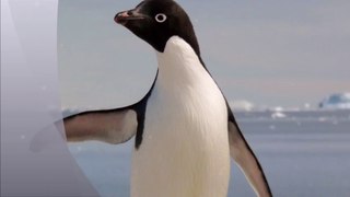 Adélie penguin