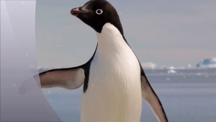 Adélie penguin
