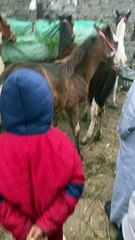 الحصان الفلسطيني العجيب