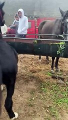 الحصان الاسمر العجيب في سوق الزقازيق