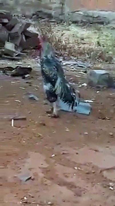 Cock Parade near wagha during fauji parade wagah border